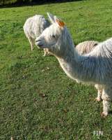 img37