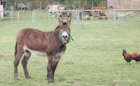 img41